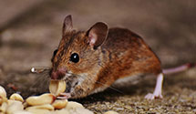 24 Hour & Emergency Exterminators in Georgiana, AL